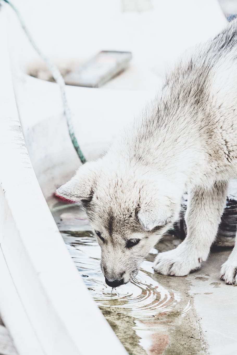 dog drinking water, animal, animal themes, one animal, mammal HD wallpaper