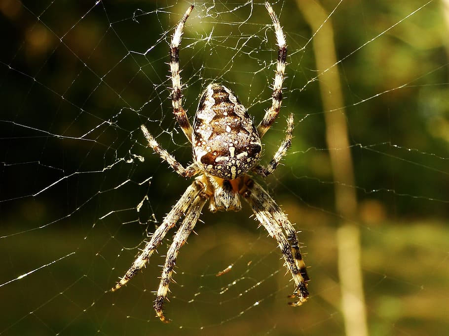 spider, arachnid, spider's web, cobweb, insect, animals, crusader garden HD wallpaper