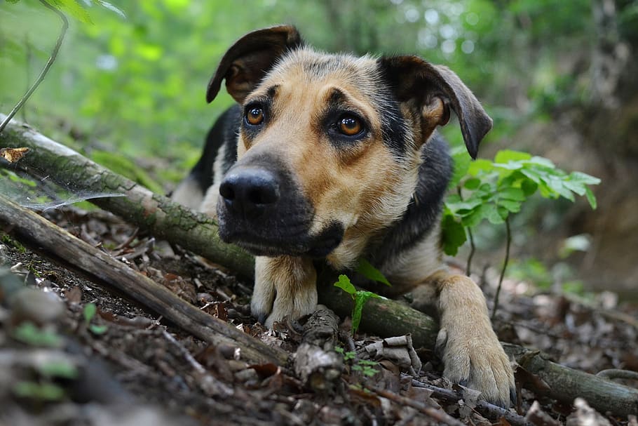 Forest eyes. Усатый пес. Собака домашняя одичавшая. Усатая собака. Лесси собака.