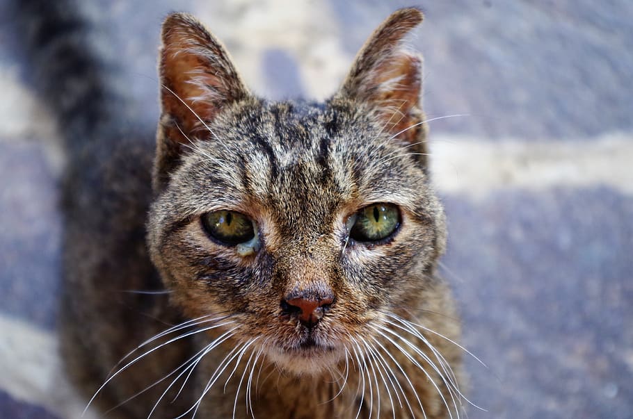 cat, wounded cat, sick cat, animal themes, one animal, mammal HD wallpaper