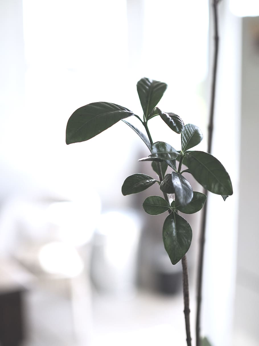 green plant, plant part, leaf, growth, beauty in nature, close-up HD wallpaper