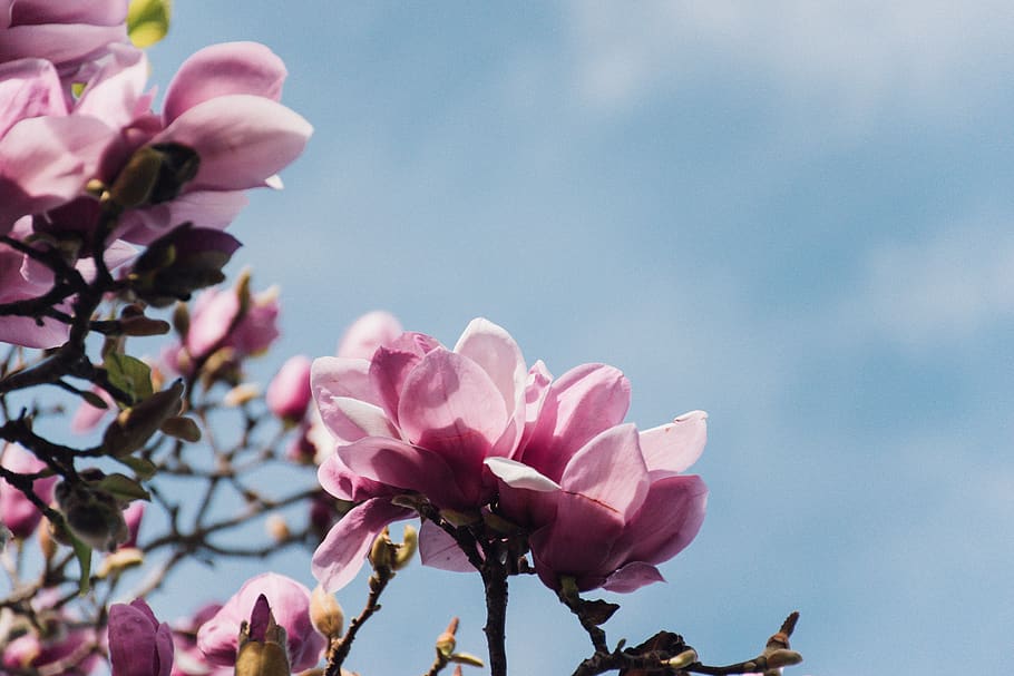 blue, pink, blue sky, background, springtime, budding, buds HD wallpaper