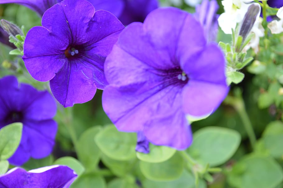 violet, purple, amethyst, sleep, flowers, lavender, hyacinth HD wallpaper