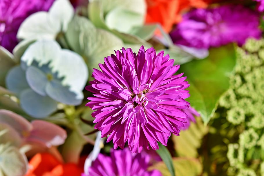 aster, blossom, bloom, asteraceae, flower garden, flora, composites HD wallpaper
