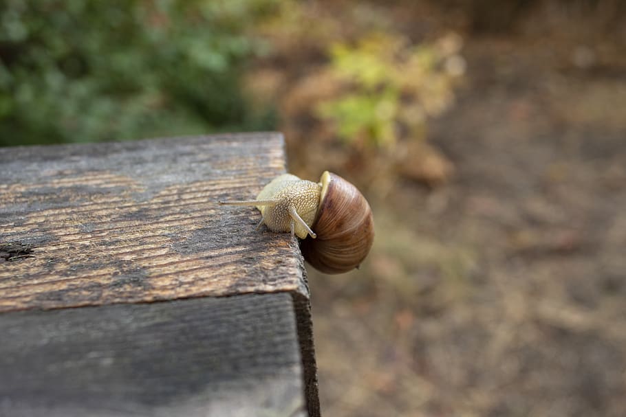 snail, creeps, slow, slimy, slug, macro, little, close-up, no people, HD wallpaper