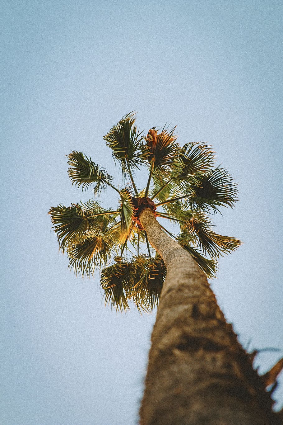 low angle photography of coconut tree, sky, palm, trunk, leaf HD wallpaper
