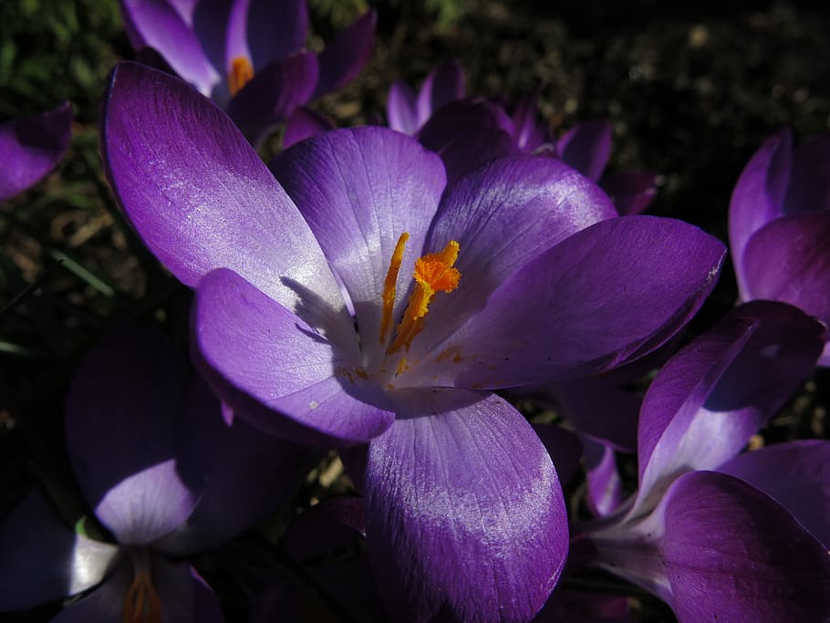 crocus, violet, blossom, bloom, early bloomer, spring flower HD wallpaper