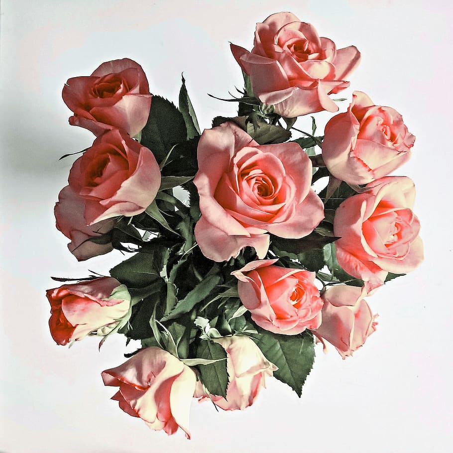 flowers, roses, bouquet of roses, noble roses, dusky pink, gift