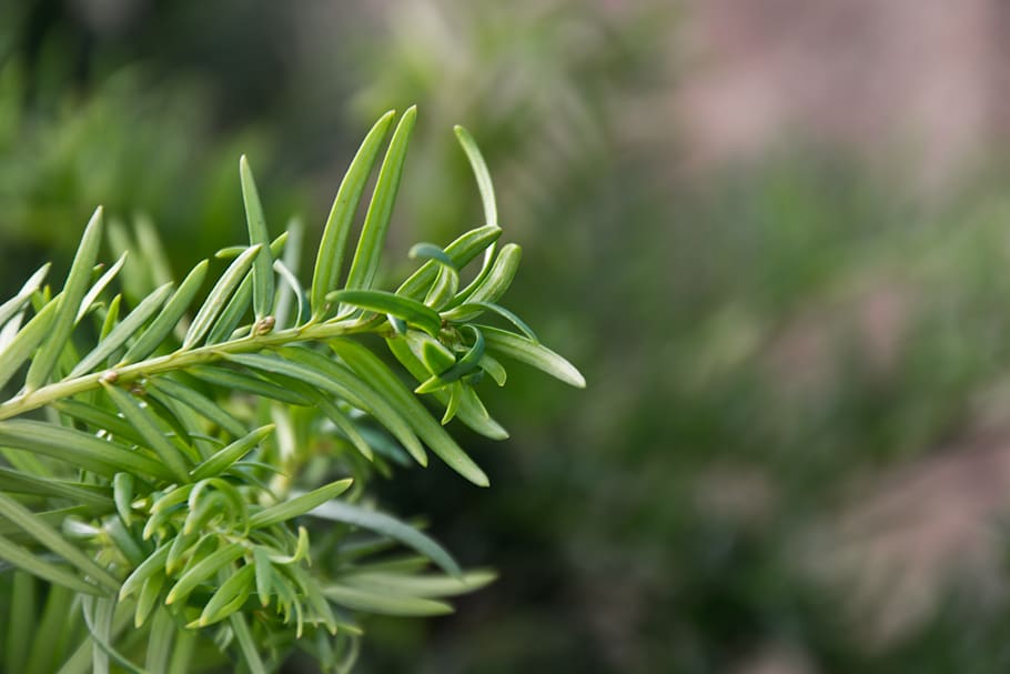 nature, leaf, green, leaves, plant, summer, natural, environment HD wallpaper
