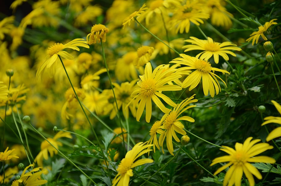 flower, the leaves, spike, tree, flowering plant, yellow, growth HD wallpaper