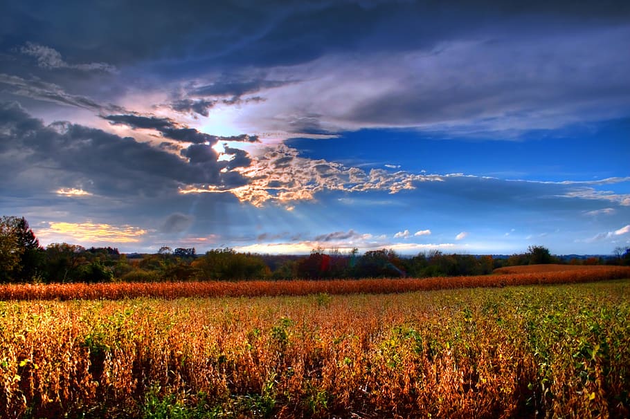 field, corn, nature, farm, agriculture, summer, wheat, landscape HD wallpaper