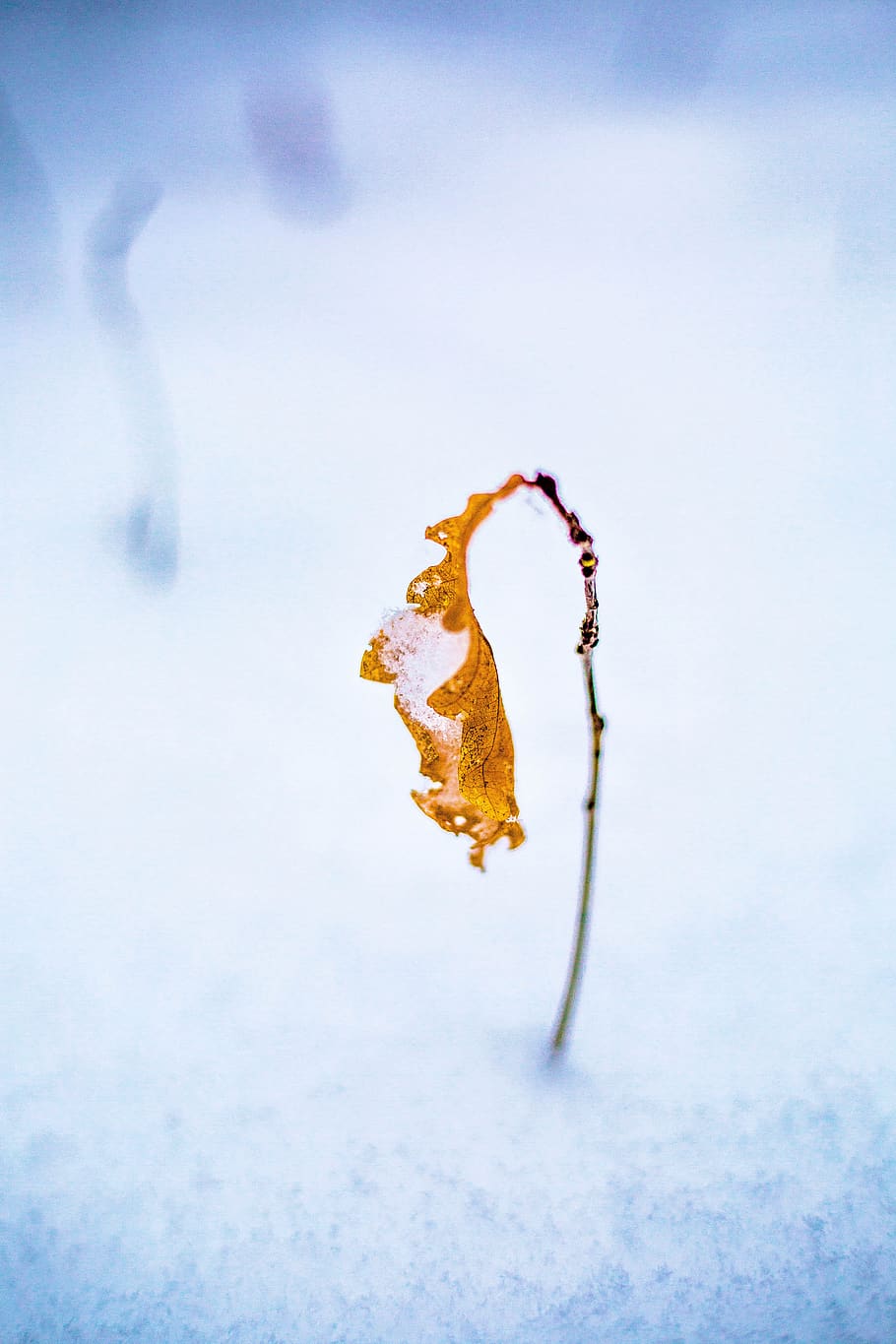 winter, sheet, nature, macro, snow, forest, yellow, blue, cold HD wallpaper