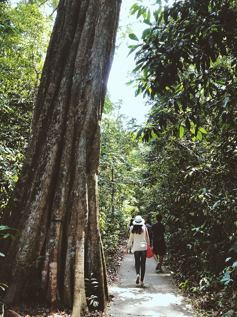 people walking on pathway surrounded by trees, person, human HD wallpaper