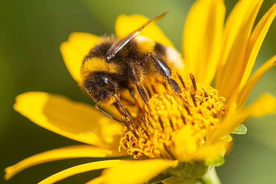 hummel, sprinkle, insect, blossom, bloom, pollination, close up HD wallpaper