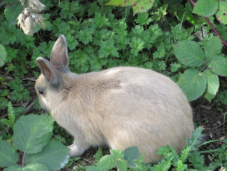 bunny, rabbit, young, brown, jericho beach, animal, mammal HD wallpaper