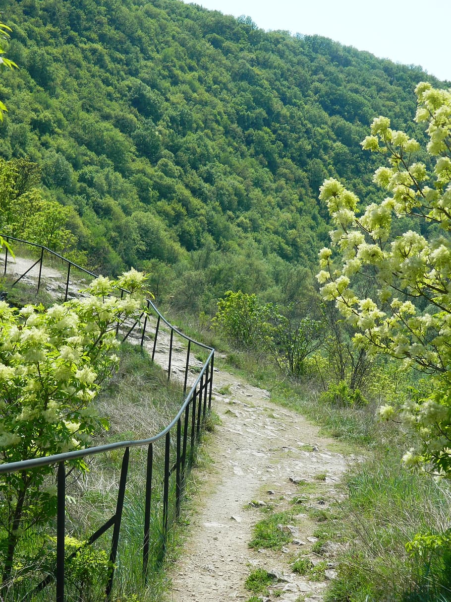 road, nature, green, plant, tree, growth, green color, beauty in nature HD wallpaper