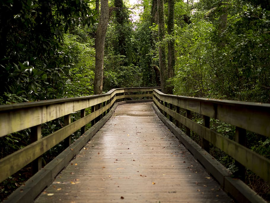 brown wooden bridge between forest, tree, the way forward, direction HD wallpaper