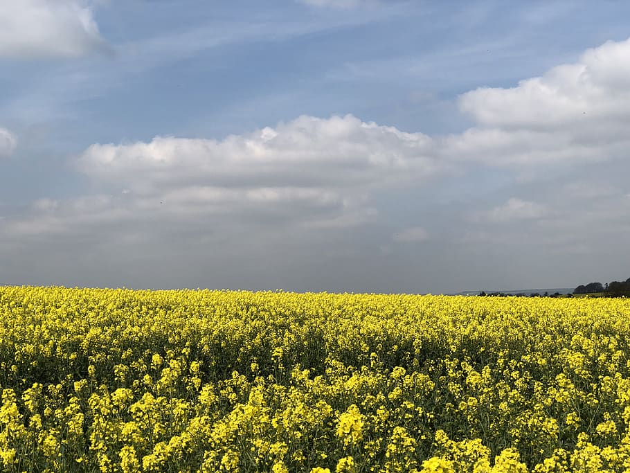 green flower field under white clouds, grassland, outdoors, nature HD wallpaper