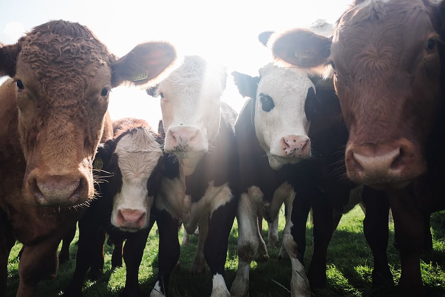 assorted color cattles, cow, animal, mammal, dairy cow, united states HD wallpaper