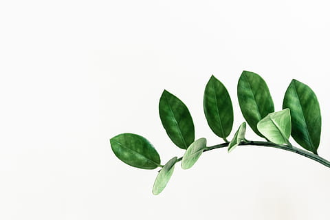 green leaves white background