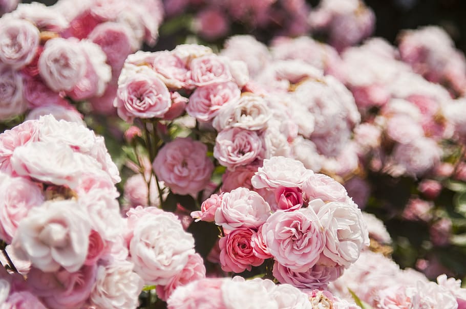 pink roses, flower, flowering plant, beauty in nature, fragility HD wallpaper