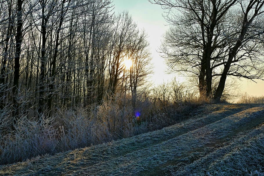 forest, path, trees, winter, frost, nature, sun, plant, sky HD wallpaper