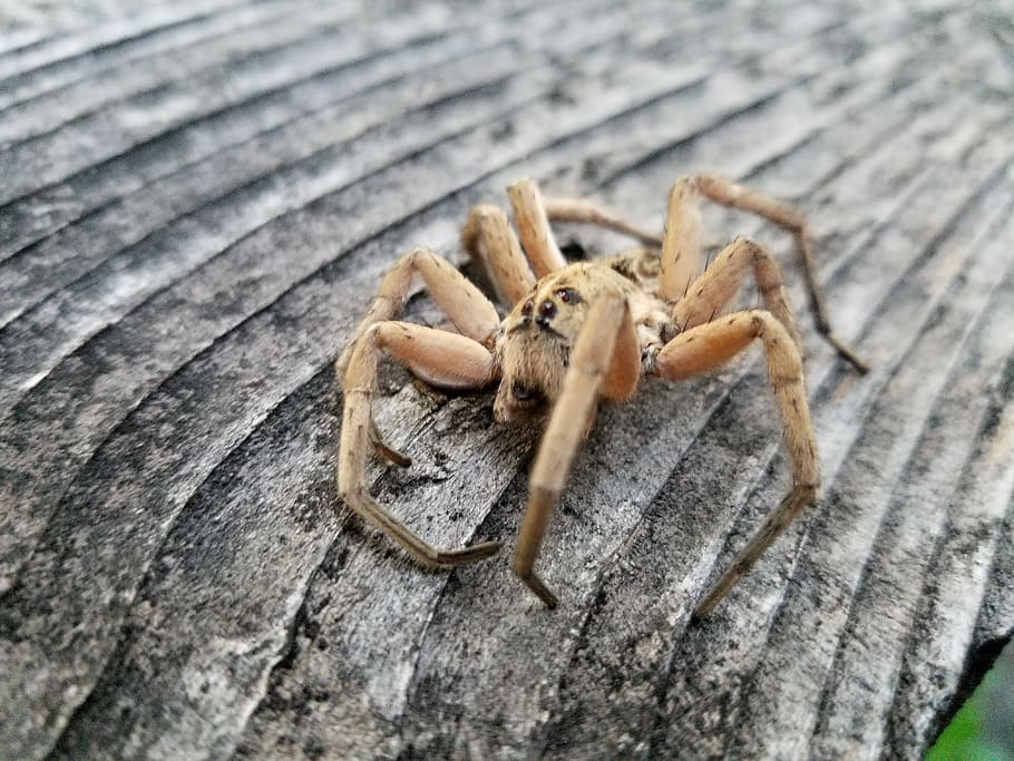 spider, wood, animal themes, animal wildlife, arachnid, animals in the wild HD wallpaper