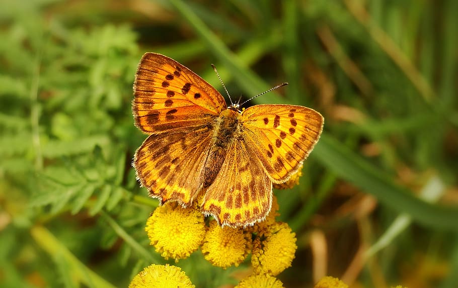 lady painted butterfly, animal, insect, invertebrate, grass, plant HD wallpaper