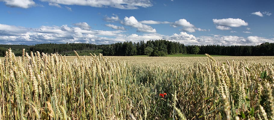 nature, panorama, sky, summer, landscape, field, rural, harvest HD wallpaper
