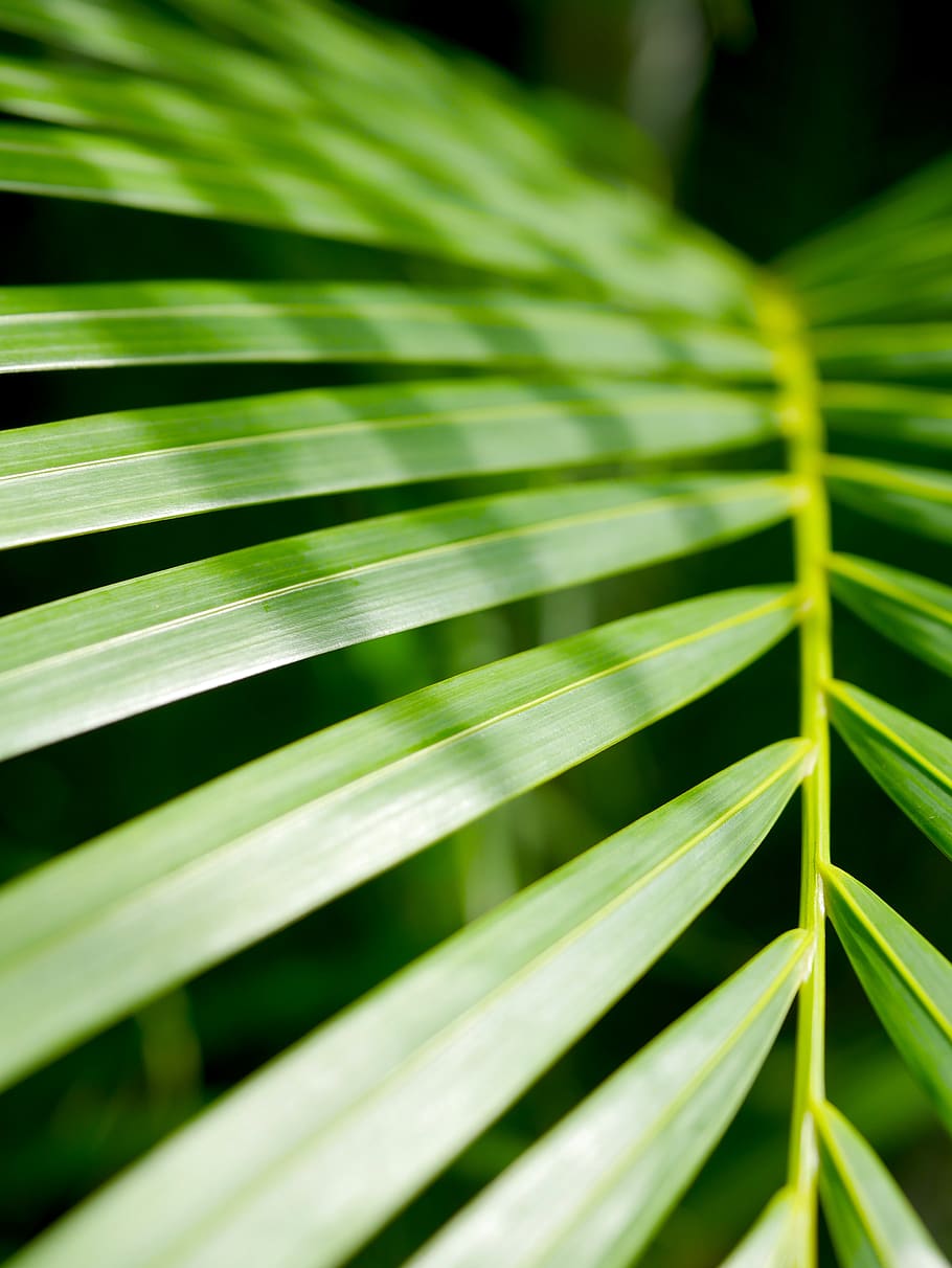 leaf, growth, flora, lush, nature, frond, plant, foliage, green HD wallpaper