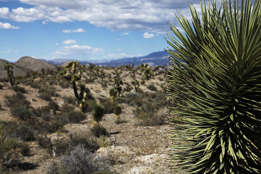 Selective Focus Photography of Green Linear Plant, bushes, cactus HD wallpaper