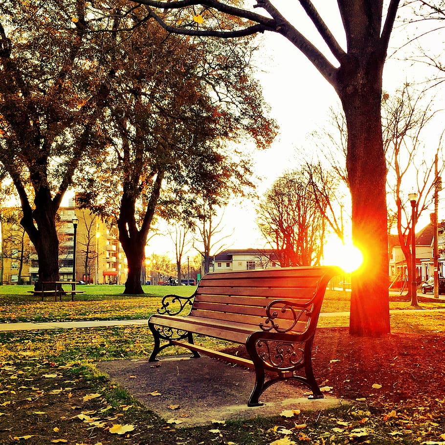 Brown Wooden Park Bench Under Green Leaf Tree during Sunset, building HD wallpaper