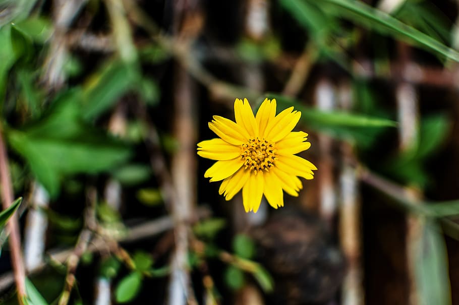 yellow, flower, grass, spring, background, summer, field, green HD wallpaper