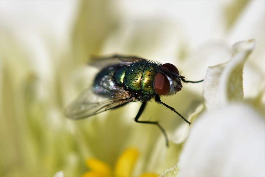 fly, insect, compound eyes, wing, green, flight insect, flying HD wallpaper