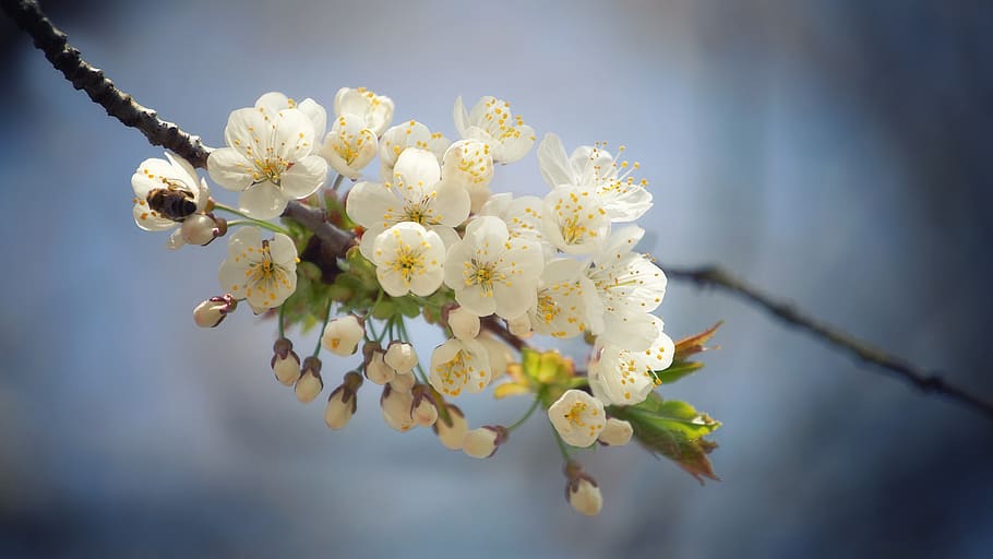 spring, flowers, branches, tree, plenty of natural light, hell HD wallpaper