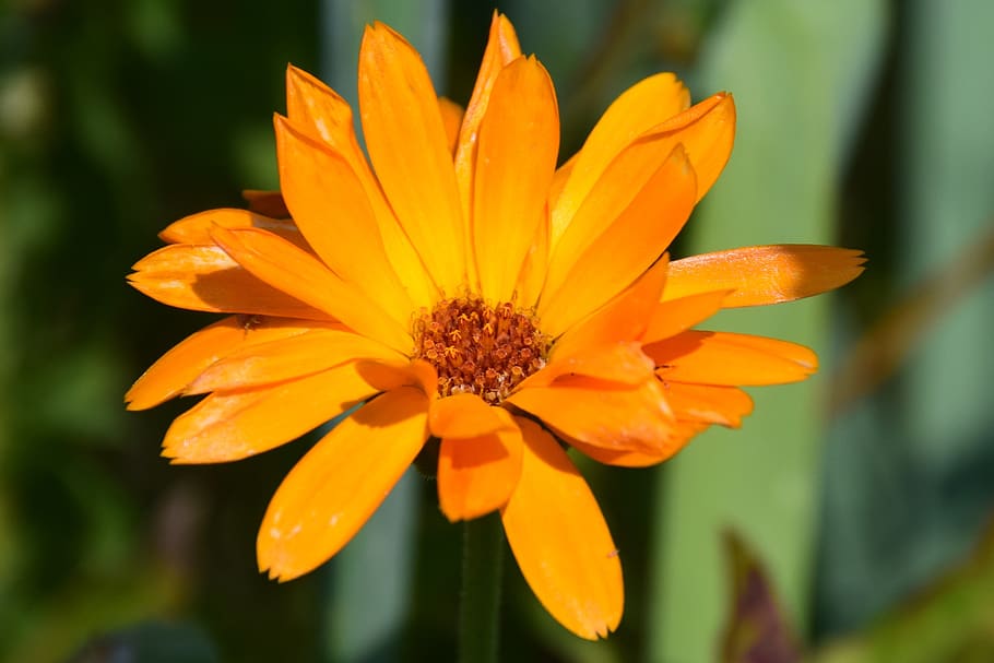 orange, rose, garden, bloom, nature, plant, blossom, summer HD wallpaper