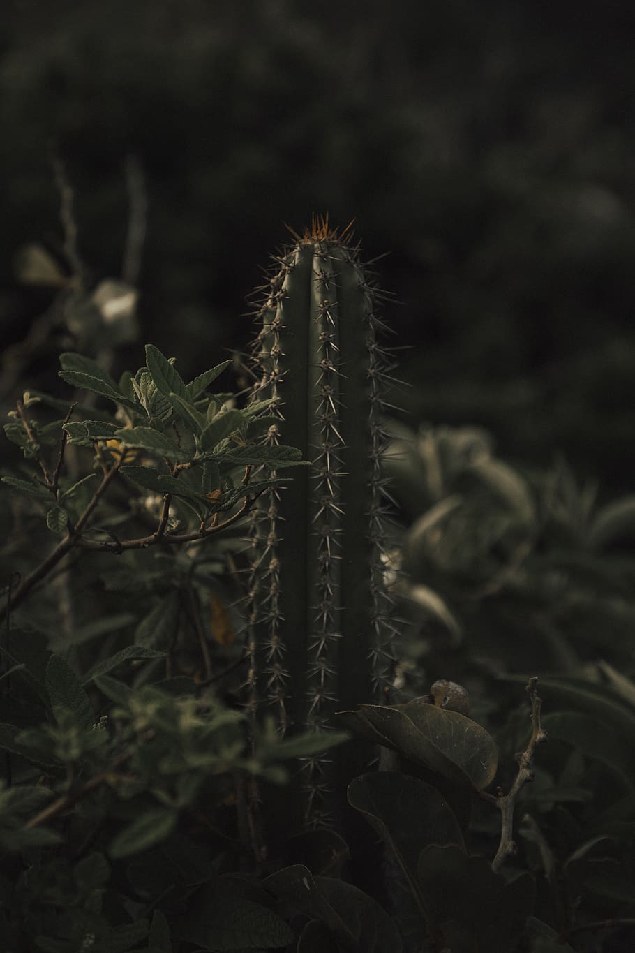 green cactus plant, flare, light, blossom, flower, acanthaceae