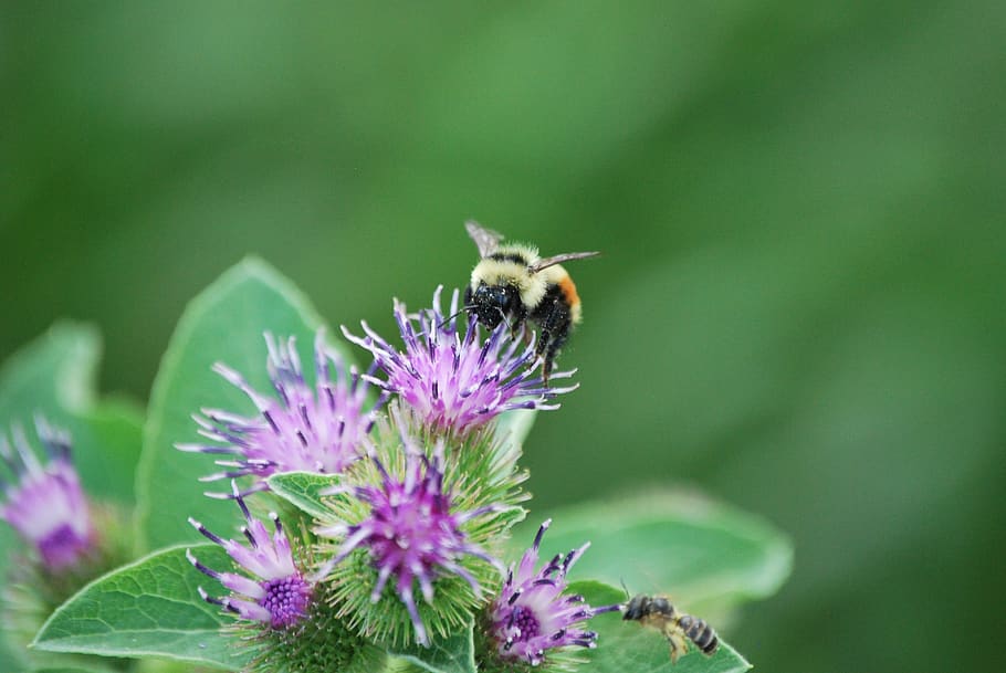 bee, clover, summer, flower, insect, nature, blossom, bloom HD wallpaper