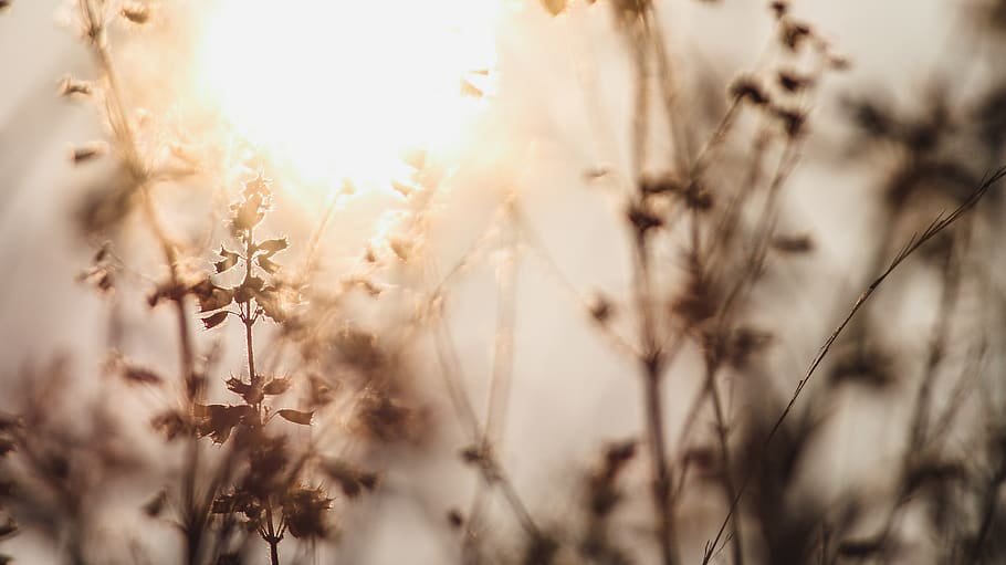 trees, lake, forest, sun, light, bokeh, flore, canon, love HD wallpaper