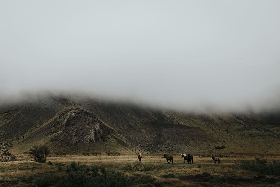 animals at the foot of mountain during daytime, mist, nature HD wallpaper