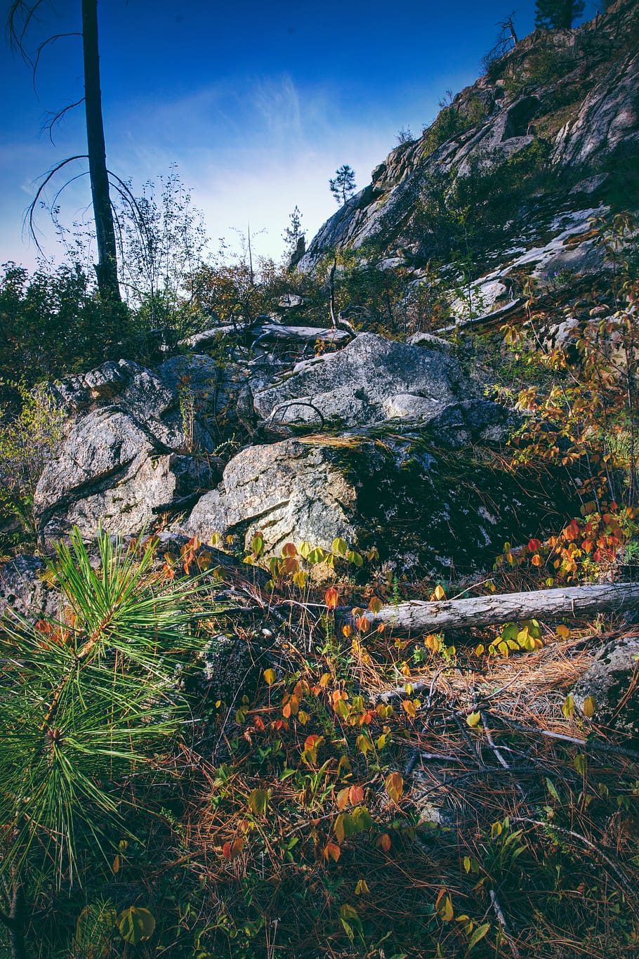 rocks, nature, forest, outside, trees, pine, brush, sky, view HD wallpaper