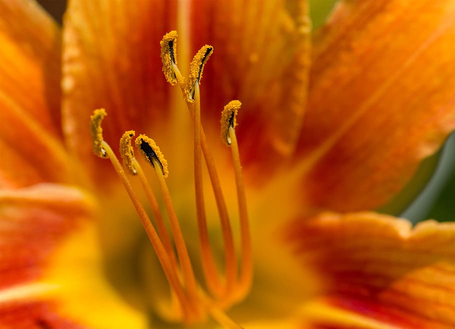 Yellow flower macro - flower anatomy, orange, nature, pollen HD wallpaper