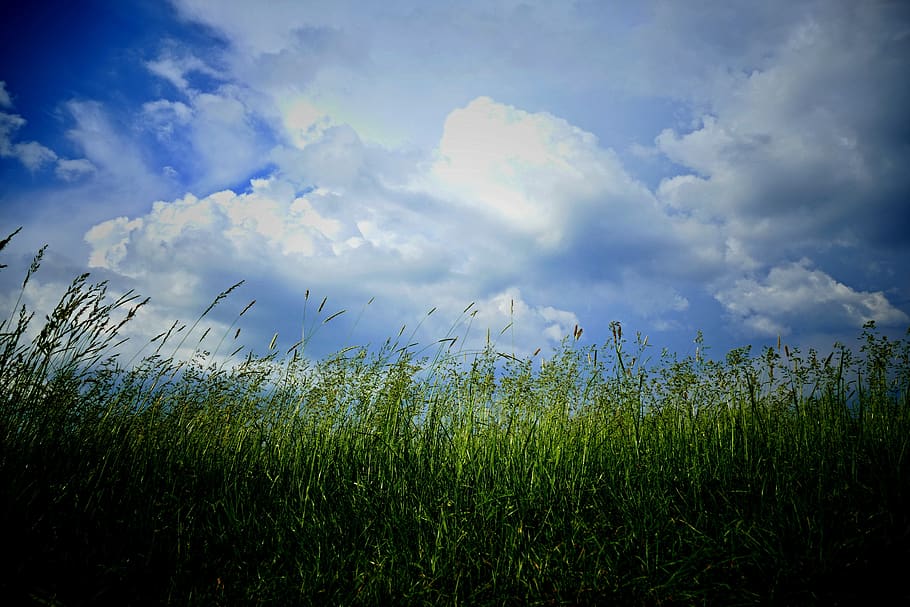 the clouds, meadow, grass, nature, sky, blue sky, storm, country HD wallpaper