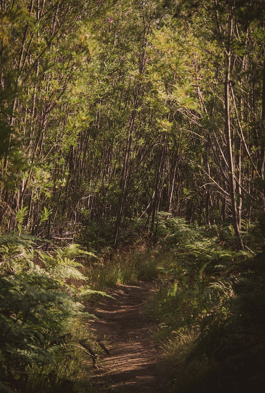 forest, walk, path, nature, trees, hiking, mood, walking, outdoors HD wallpaper