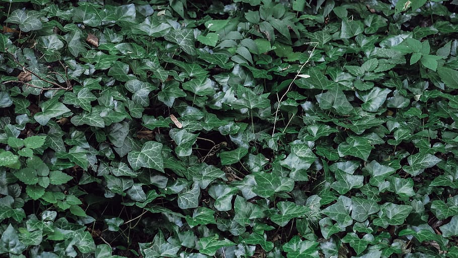 green, minimal, leafes, nature, pattern, green color, plant part HD wallpaper