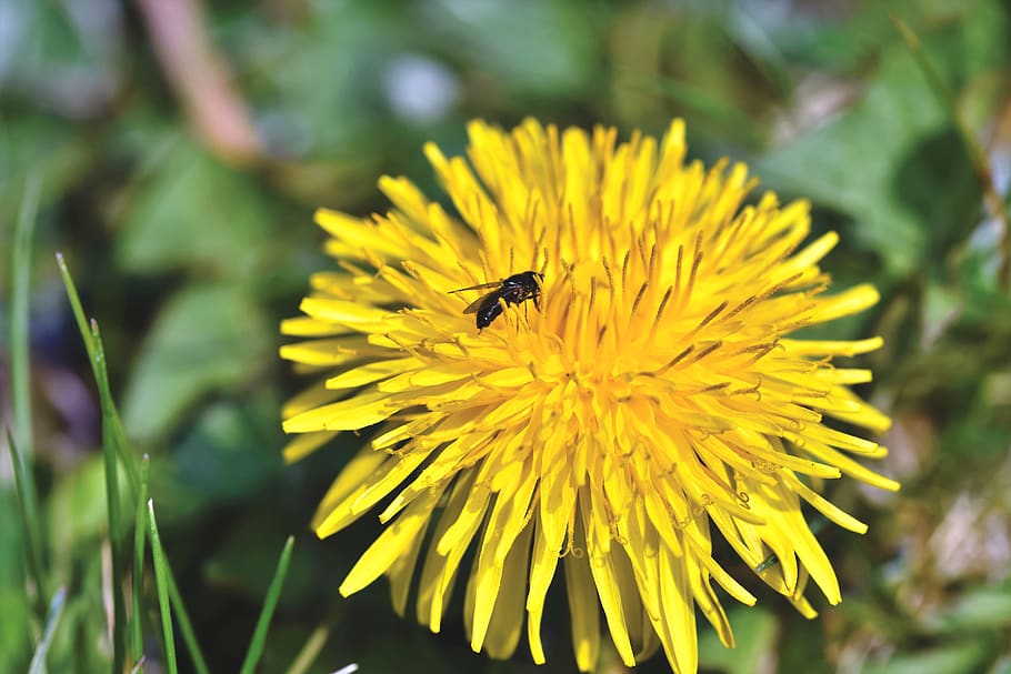 dandelion, flower, fly, insect, blossom, bloom, pointed flower HD wallpaper