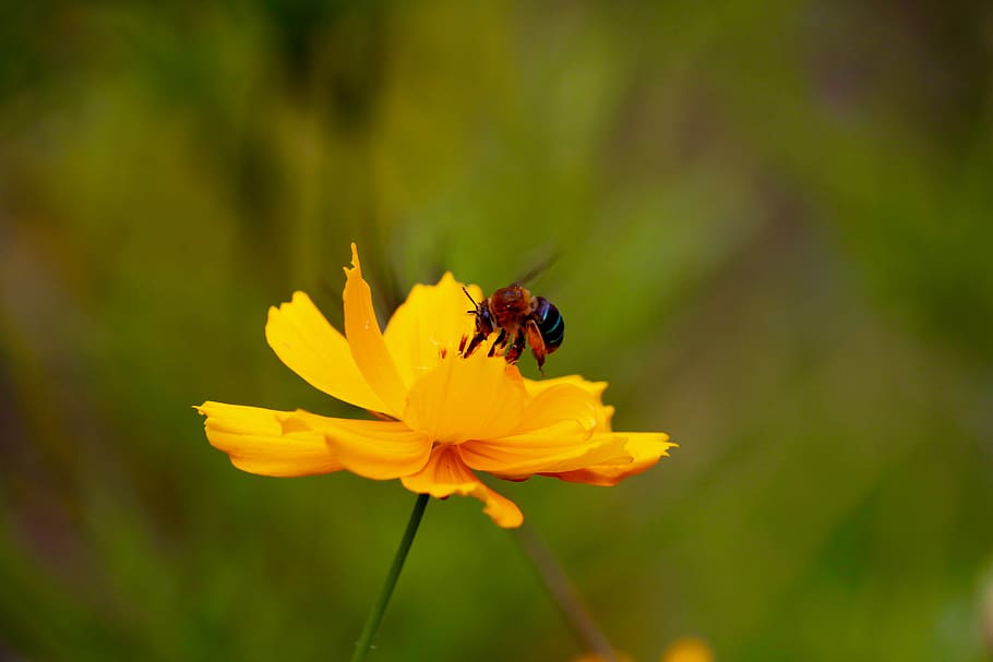 indonesia, halmahera, bee, flower, tropical, flowering plant HD wallpaper