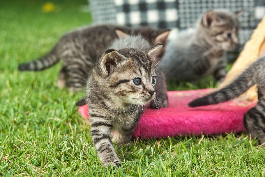 cat, pet, play, playful, explore, kitten, fun, animal themes HD wallpaper