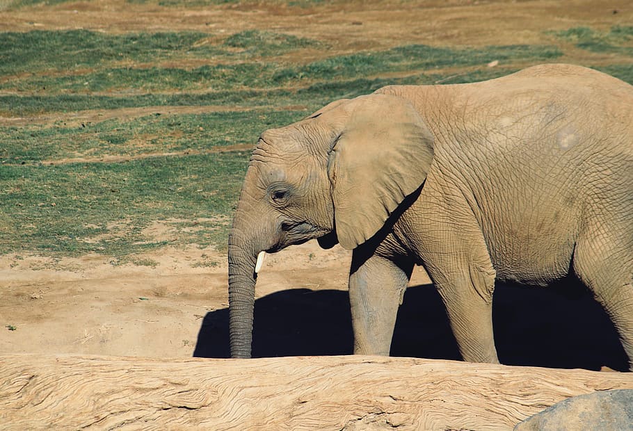 brown elephant, mammal, wildlife, animal, waterfowl, bird, ivory HD wallpaper