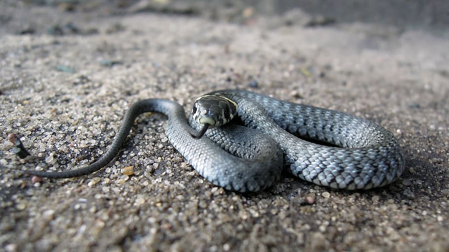 grass snake, nature, wild, animal wildlife, animal themes, animals in the wild HD wallpaper